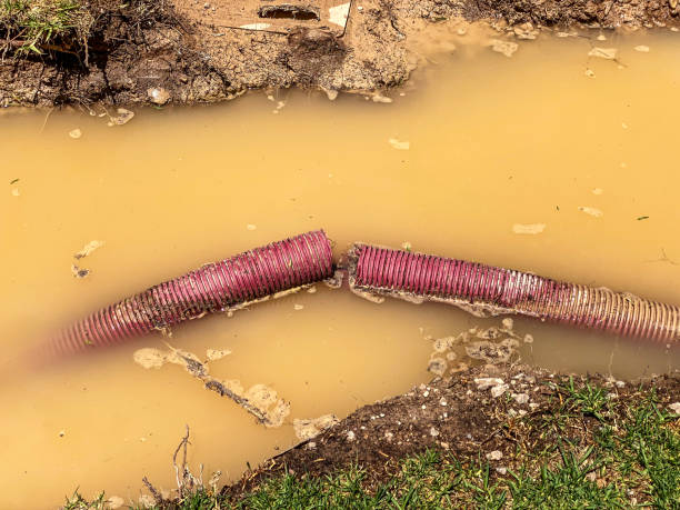 Best Mold removal after water damage  in Steelville, MO